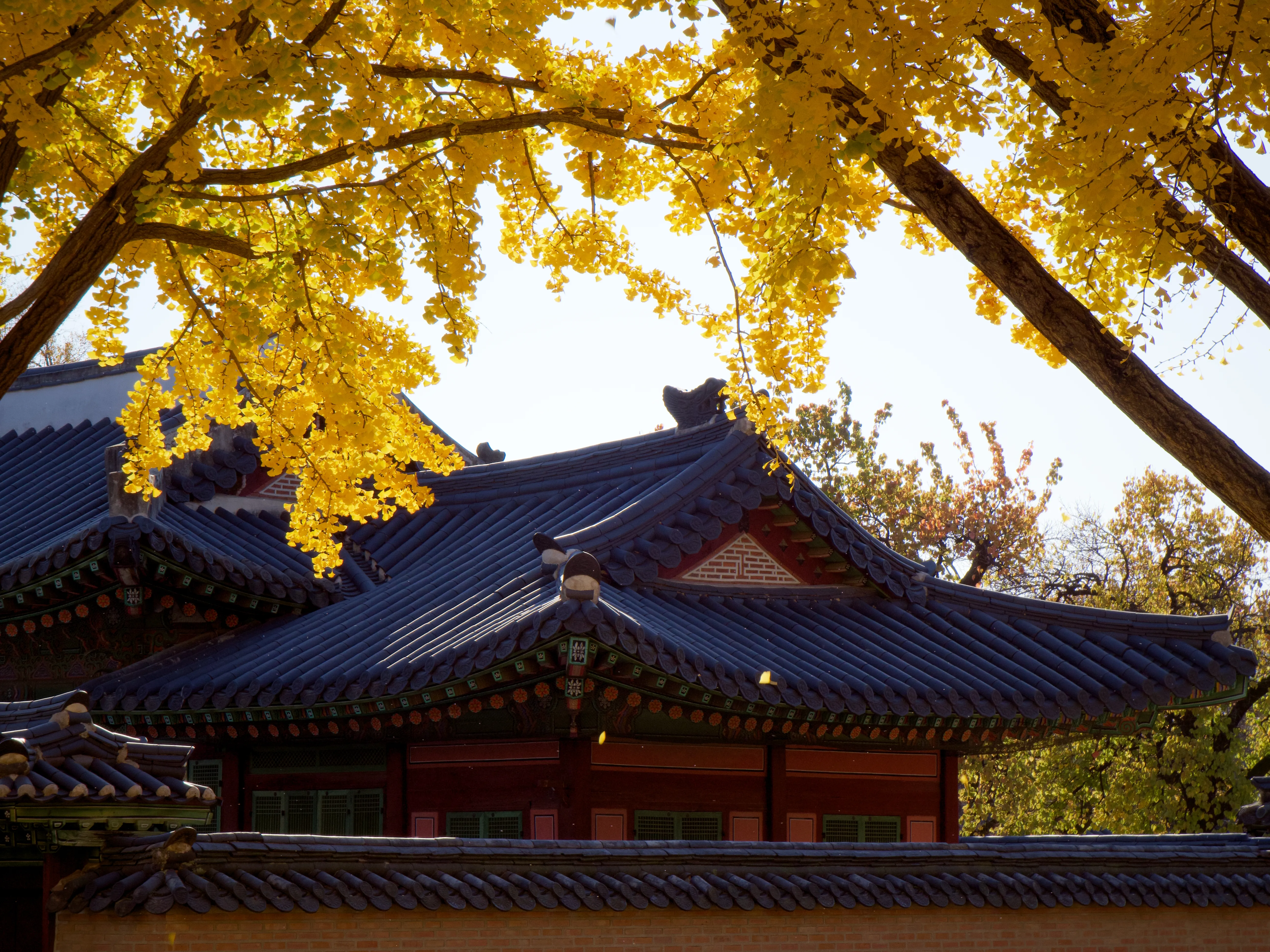 Autumn Foliage - Picture 10